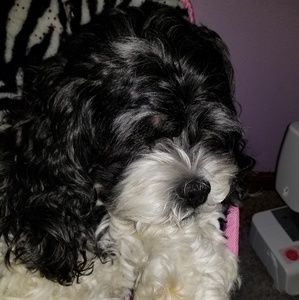 Meet your Posher, Rhonda